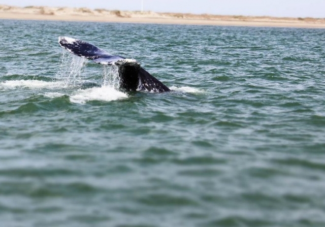 Ballenas en Baja